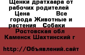 Щенки дратхаара от рабочих родителей › Цена ­ 22 000 - Все города Животные и растения » Собаки   . Ростовская обл.,Каменск-Шахтинский г.